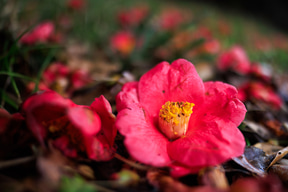 캐논 RF24mm F1.4 L VCM으로 촬영한 사진