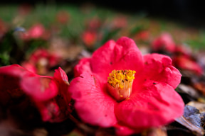캐논 RF20mm F1.4 L VCM으로 촬영한 사진